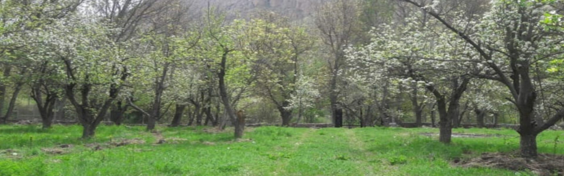 فروش باغ روستای خمده فیروزکوه