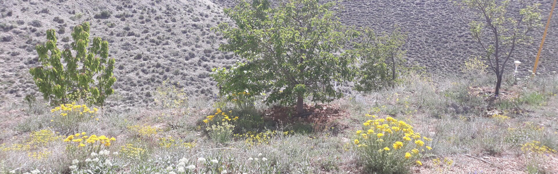 باغچه ارجمند فیروزکوه