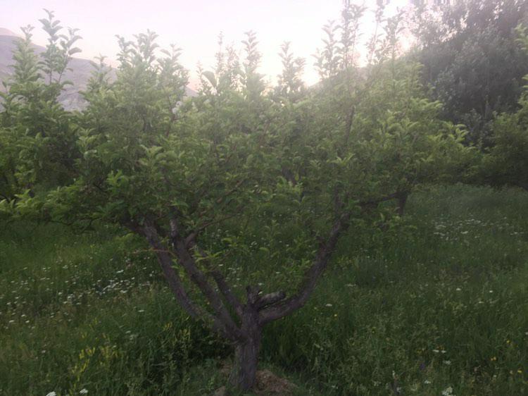 باغ روستای اندریه فیروزکوه