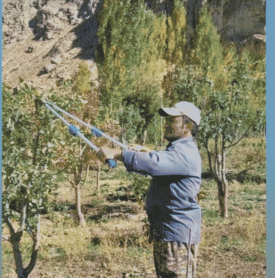 هرس درخت فیروزکوه
